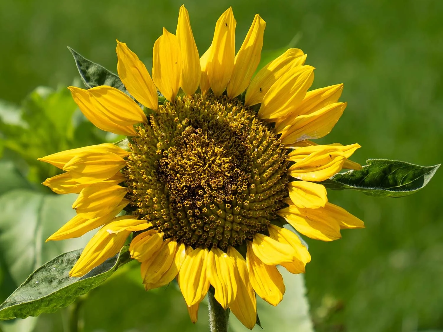 Van Gogh's Flowers at the New York Botanical Garden — Susan Kirby